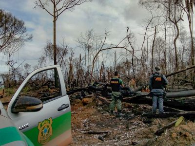 Ibama embarga 8 mil hectares em MT e desativa 4 serrarias no PA