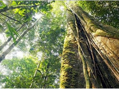 COTAS DE RESERVA AMBIENTAL