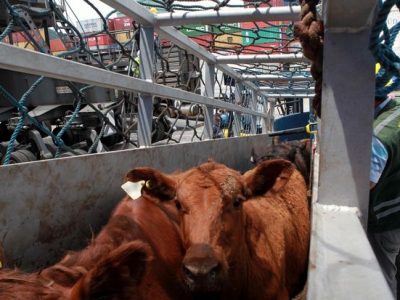 STF – Plenário invalida proibição de transporte de animais vivos em Santos (SP)