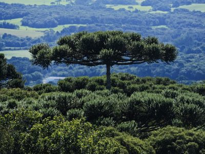 Proprietários de reservas naturais do Paraná recebem incentivo econômico para preservação.