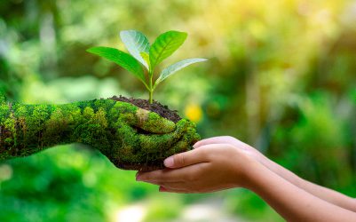 Conciliação no Procedimento Administrativo Ambiental Federal