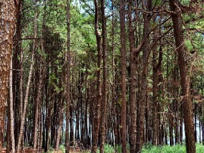 CNJ recomenda protocolo para julgamentos de ações de danos ambientais