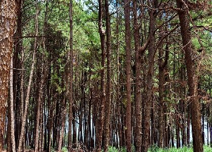 CNJ recomenda protocolo para julgamentos de ações de danos ambientais