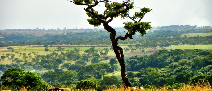 STJ fixa sete critérios para reconhecer dano moral coletivo ambiental e reforça proteção de biomas nacionais